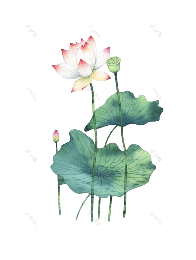 中国风图片,清新元素,荷花PNG,夏天免抠素材